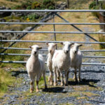 Lee más sobre el artículo Tiempo de Pascua. Domingo IV. 26 de Abril de 2026.
